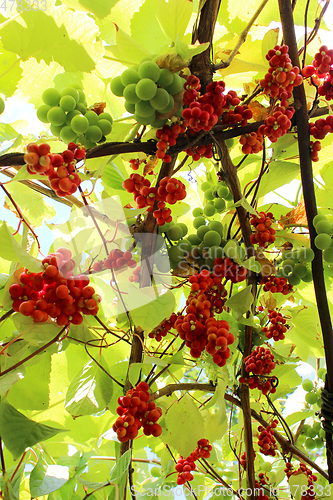 Image of branch of red ripe schisandra 