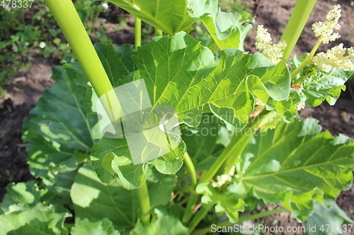 Image of big leaf of rhubarb