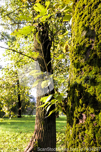 Image of foliage of trees