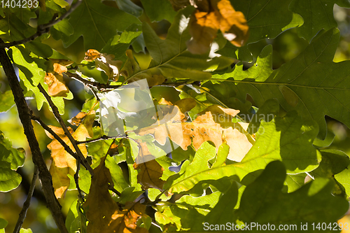 Image of green oak foliage