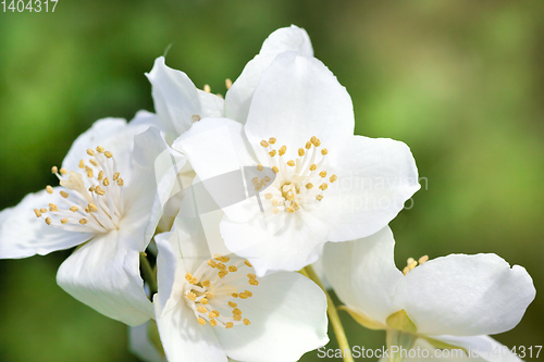 Image of white jasmine flowers