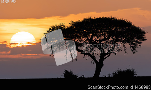 Image of African sunset over acacia tree