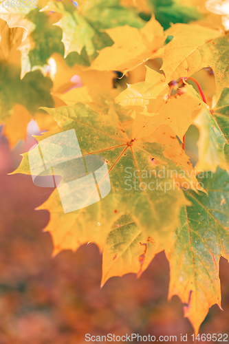 Image of Autumn leaves with shallow focus background