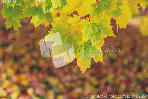 Image of Autumn leaves with shallow focus background