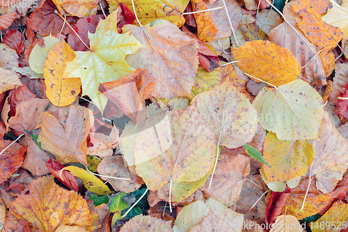 Image of Natural autumn pattern background