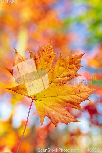 Image of Autumn leaves with shallow focus background