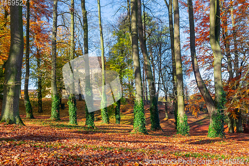 Image of Autumn in park, fall concept