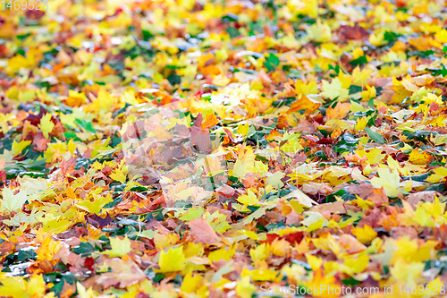 Image of Natural autumn pattern background