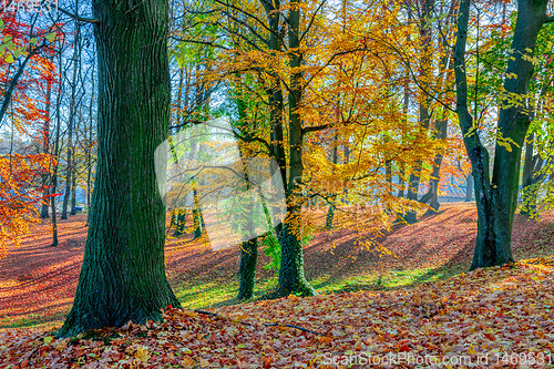 Image of Autumn in park, fall concept