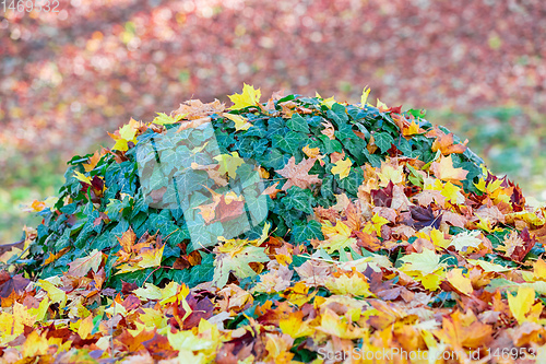 Image of Natural autumn pattern background