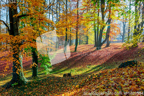 Image of Autumn in park, fall concept