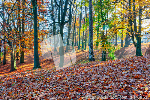 Image of Autumn in park, fall concept