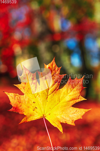 Image of Autumn leaves with shallow focus background