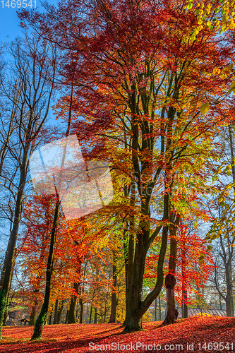 Image of Autumn in park, fall concept