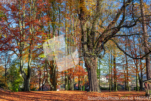 Image of Autumn in park, fall concept