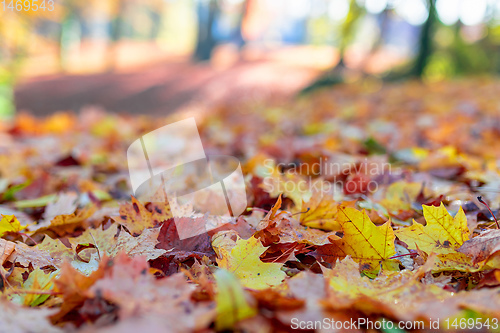 Image of Natural autumn pattern background