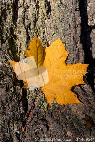 Image of maple leaves on tree trunk