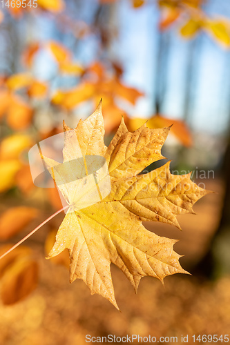 Image of Autumn leaves with shallow focus background