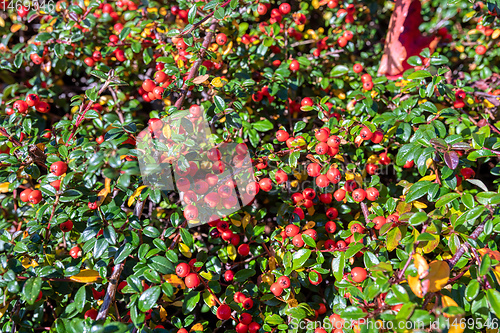 Image of autumn berries red gaultheria