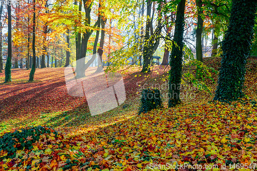 Image of Autumn in park, fall concept