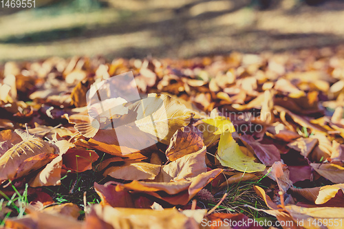 Image of Natural autumn pattern background