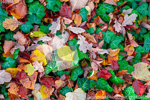 Image of Natural autumn pattern background