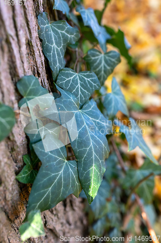 Image of Autumn leaves with shallow focus background