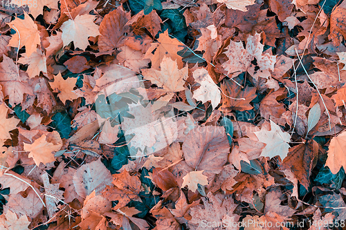 Image of Natural autumn pattern background