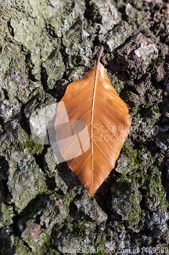 Image of leaf on tree trunk