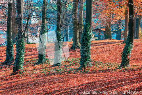 Image of Autumn in park, fall concept