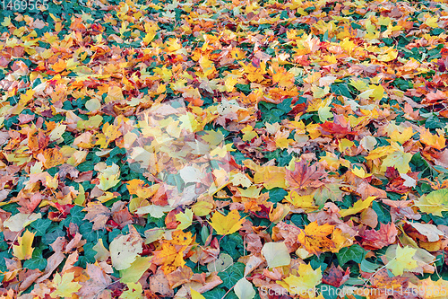 Image of Natural autumn pattern background