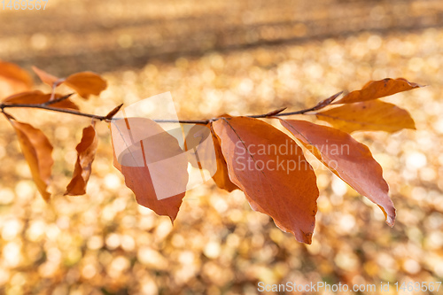 Image of Autumn leaves with shallow focus background