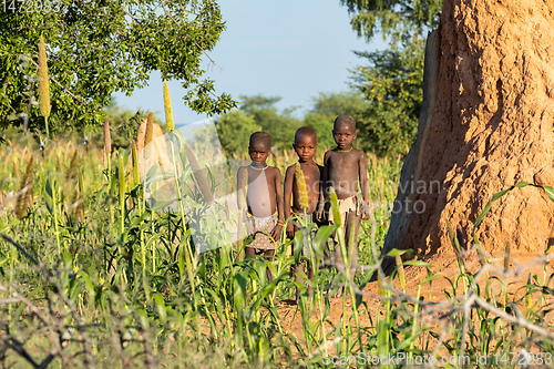 Image of Himba boys, indigenous namibian ethnic people, Africa