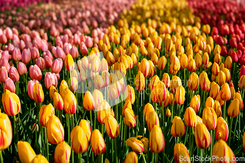 Image of Blooming tulips flowerbed in Keukenhof flower garden, Netherland