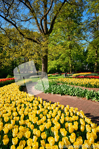 Image of Blooming tulips flowerbeds in Keukenhof flower garden, Netherlan