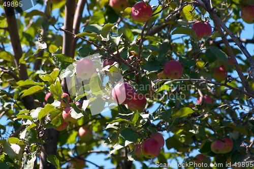 Image of Apples on the tree