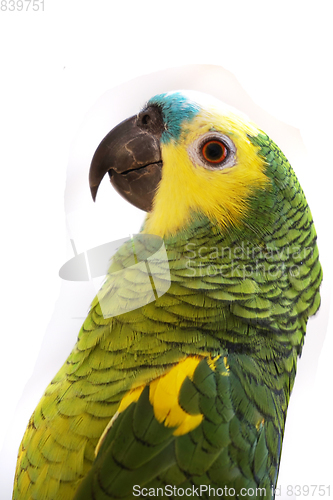 Image of green parrot isolated