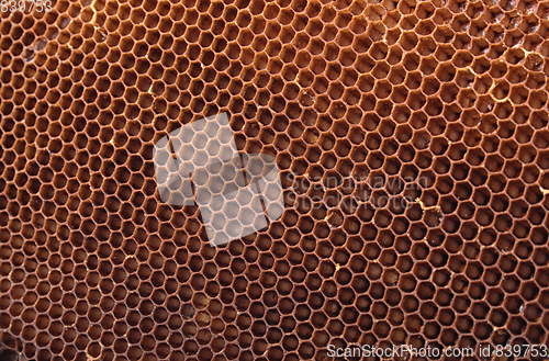 Image of honey combs background