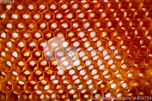 Image of honey combs background