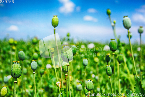 Image of autumn poppy heads field 