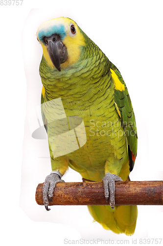 Image of green parrot isolated