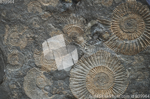 Image of ammonites fossil texture  