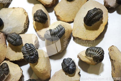 Image of trilobite fossils collection