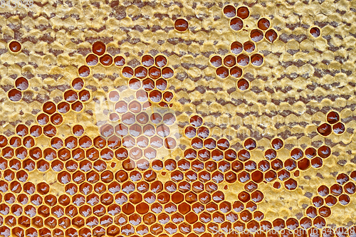 Image of honeycomb with honey