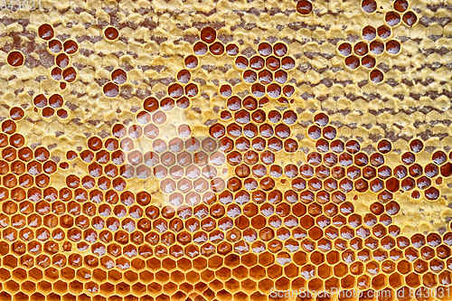 Image of honeycomb with honey