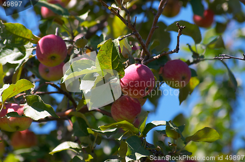 Image of Apples on the tree