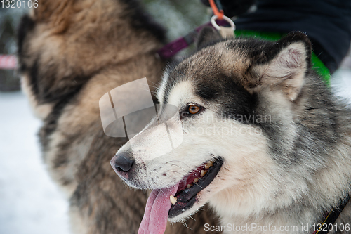 Image of Alaskan Malamute dog