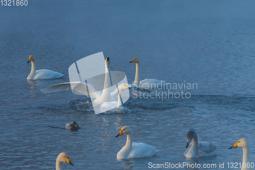 Image of Fighting white whooping swans