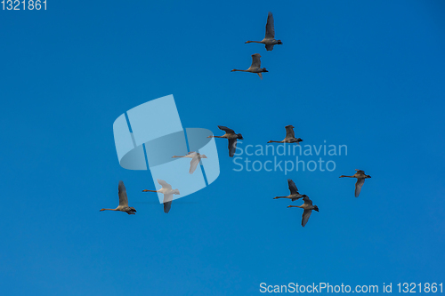 Image of Beautiful white whooping swans