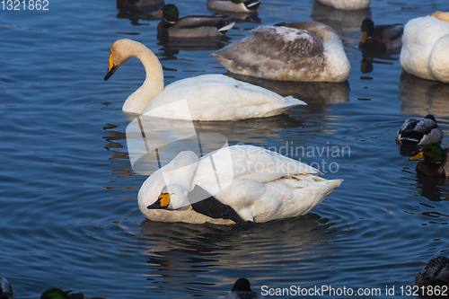 Image of Beautiful white whooping swans